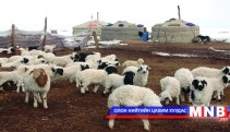 Малын удмын сангийн мэдэлд 1000 толгой мал шилжлээ 