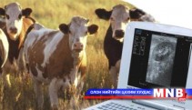 8-11: Тавин төгрөгөөр үхэр ээмэгжүүлдэг мал эмнэлэг дэвжих үү...