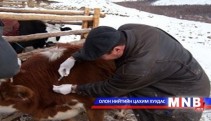 Шүлхийн вакцины нөөц 1.3 сая толгой малд хүрэлцэнэ