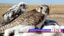 Үндэсний бахархалт шувуу-Шонхор