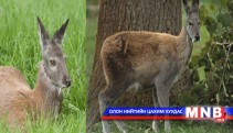 УИХ-ын гишүүн асан Л.Гүндалай туурайтан амьтдыг хамгаална 