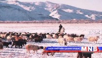 Говь-Алтай аймагт найман мянган мал хорогджээ 