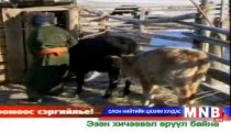 Тодорхойгүй шалтгаанаар мал үхвэл мэргэжлийн байгууллагад хандана уу