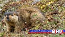 Тарваган тахал өвчнөөс урьдчилан сэргийлээрэй   