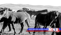 Малын хулгайг таслан зогсооно