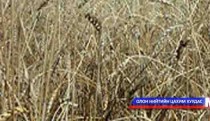 Булган аймагт ургац хураалтын ажил хэвийн үргэлжилж байна