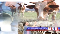 Д.Батсүрэн: Мах, сүүний чиглэлийн үхрийг тохирсон бүс нутагт нь үржүүлэх хэрэгтэй