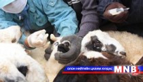 Төл малыг урьдчилан сэргийлэх вакцинжуулалтад хамруулж байна