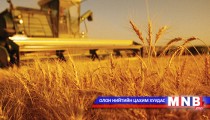 Дарханы гурилын үйлдвэрүүд 105.5 мянган тонн хүнсний буудай хүлээн авчээ