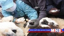 Өвөрхангай аймагт галзуугийн өвчлөл элбэг байна