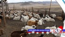 Нийслэлийн мал, тэжээвэр амьтдын тооллогын дүнг нэгтгэж байна 