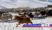 Мөрөн сумын малчид зургаан суманд оторлож байна