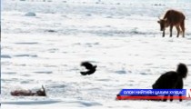 Он гарсаар таван аймгийн долоон суманд мал, амьтны галзуу өвчин гарчээ 