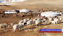 Өмнөговь аймагт малын тоо толгой хоёр саяд хүрнэ гэв