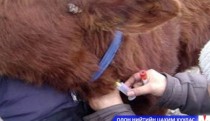 Шүлхийтэй тэмцэх шинэ стратеги үр дүнтэй байна