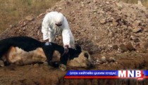 Мал, амьтныг гоц халдварт өвчнөөс урьдчилан сэргийлэх ажлыг эрчимжүүлнэ