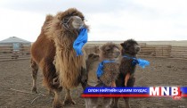 Хөвсгөл аймагт бод мал төллөж эхэлжээ