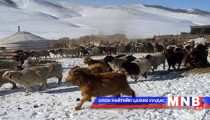 Архангай аймагт малын хорогдол бага байна