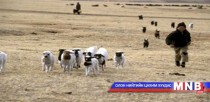 Дорнод аймгийн Баянтүмэн сумд хонины цэцэг өвчин гарчээ