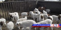 Ховд аймаг төлийн хорогдол багатай байна