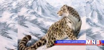 Монгол Улс цоохор ирвэсийн тоогоороо дэлхийд хоёрдугаарт бичигдэж байна