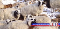 “Дархад үүлдрийн хонь” бие даасан үүлдрээр баталгаажууллаа