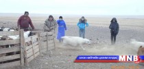 “Хагас жилийн малын түүвэр судалгаа” сэдэвт сургалт боллоо