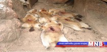 Тарваган тахлаас сэргийлэх ажлаа эрчимжүүлэхийг үүрэг болгов