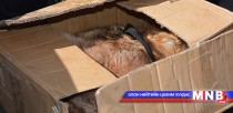 Тарваганы түүхий тулам худалдах гэж байсныг илрүүллээ