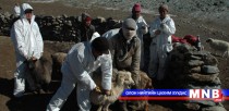 Бруцеллёз өвчнөөс урьдчилан сэргийлэх вакцинжуулалт хийнэ