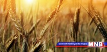 Дорнод аймагт ургац хураалт эхэлжээ