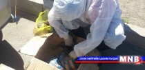 42 тарваганы мах хураажээ