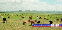 Архангай аймгийн зарим суманд бэлчээрийн даац 9 дахин хэтэрчээ 