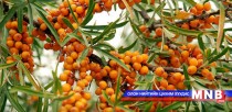 “Хаан жимс” компани 70 гаруй иргэнийг ажлын байраар хангажээ