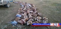 352 ширхэг тарваганы түүхий тулам илрүүлжээ
