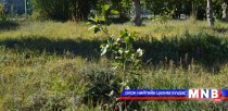 Сүхбаатар аймагт 20 мянган мод тарина