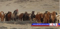 Таван хуруутай “эртний адуу” Монголын говиос олдож байжээ