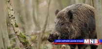 Хууль бус ан хийсэн иргэнийг саатуулжээ