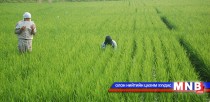 Цагаан будааны хэрэгцээг дотоодоосоо хангах боломжтой