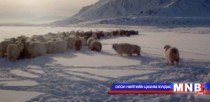 Манай улсын 90 гаруй сумд өвөлжилт хүндрээд байна 