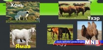 Манай улсын мал сүрэг өнгөрсөн оноос 3.9 саяар өслөө 