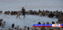 Улсын хэмжээнд 56.2 сая толгой мал өвөлжиж байна