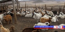  Мал тэжээвэр амьтдын 2015 оны тооллого боллоо