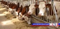 Нийслэлийн нутаг дэвсгэрт сүүний үйлдвэрийн үхрийн ферм байгуулна