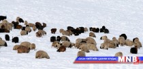 Ихэнх нутгаар цасан бүрхүүлтэй, хүйтэн байна 