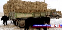 Завхан аймагт өвс, тэжээл тараах ажил үргэлжилж байна 
