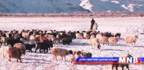 Малд нүдтэй хүүхдийг шалгаруулжээ 