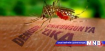 Зика вирусын халдвар тээдэг шумуул манай улсад ихээр тархсан байдаг 
