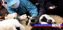 Малын гоц халдварт цэцэг өвчнөөс урьдчилан сэргийлэх ажлыг эрчимжүүлнэ