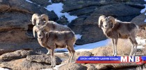Дорноговь аймагт 1000 гаруй аргаль байна